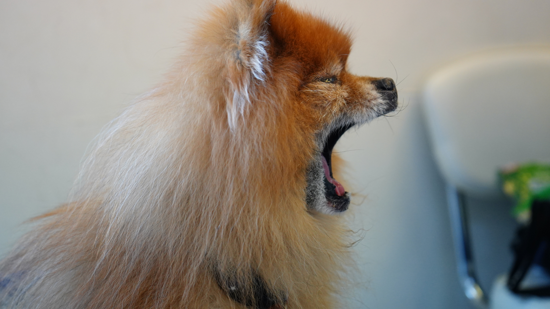 犬のあくびと脳科学の関係を示す犬の様子