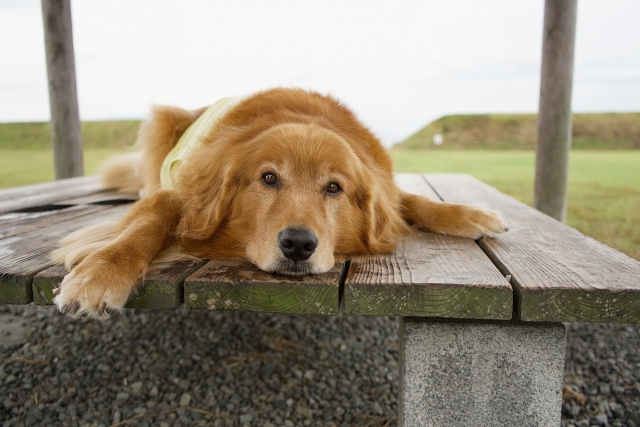 リラックスしている犬の行動とくつろいだ姿勢