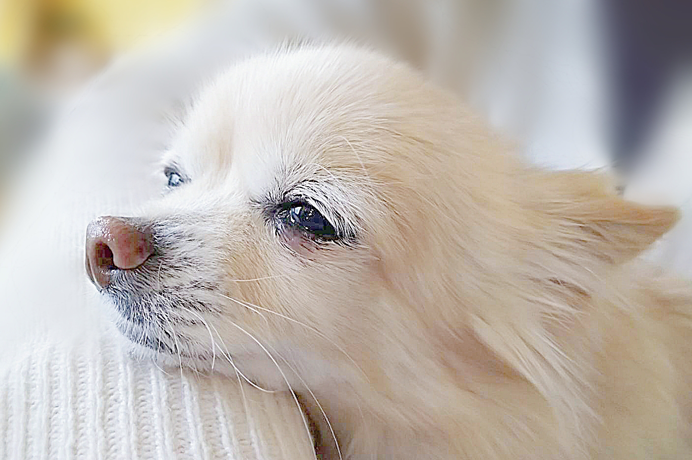 犬がじっと見つめるアイコンタクトの様子