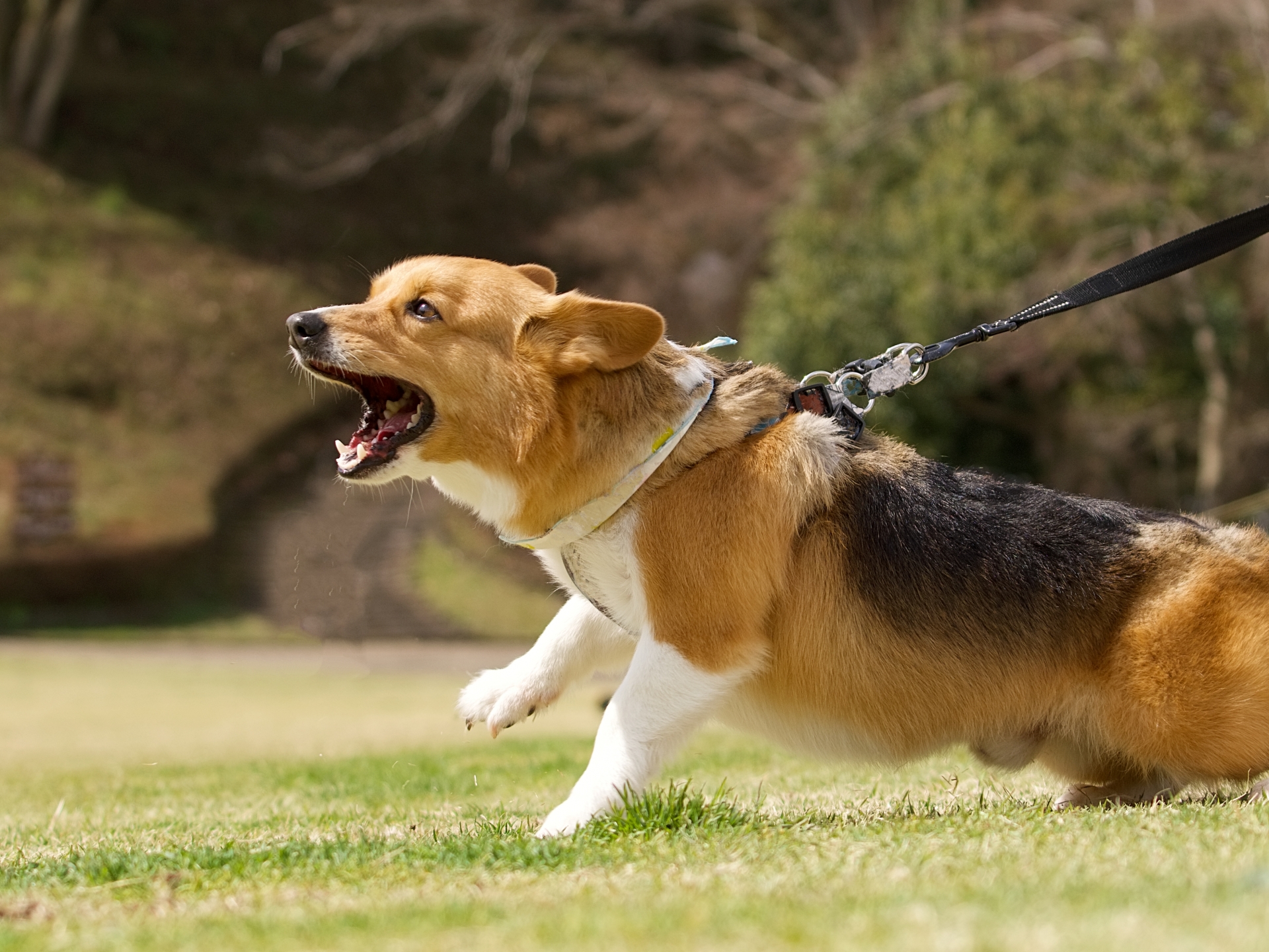 犬の鳴き声と感情を示す犬の表情