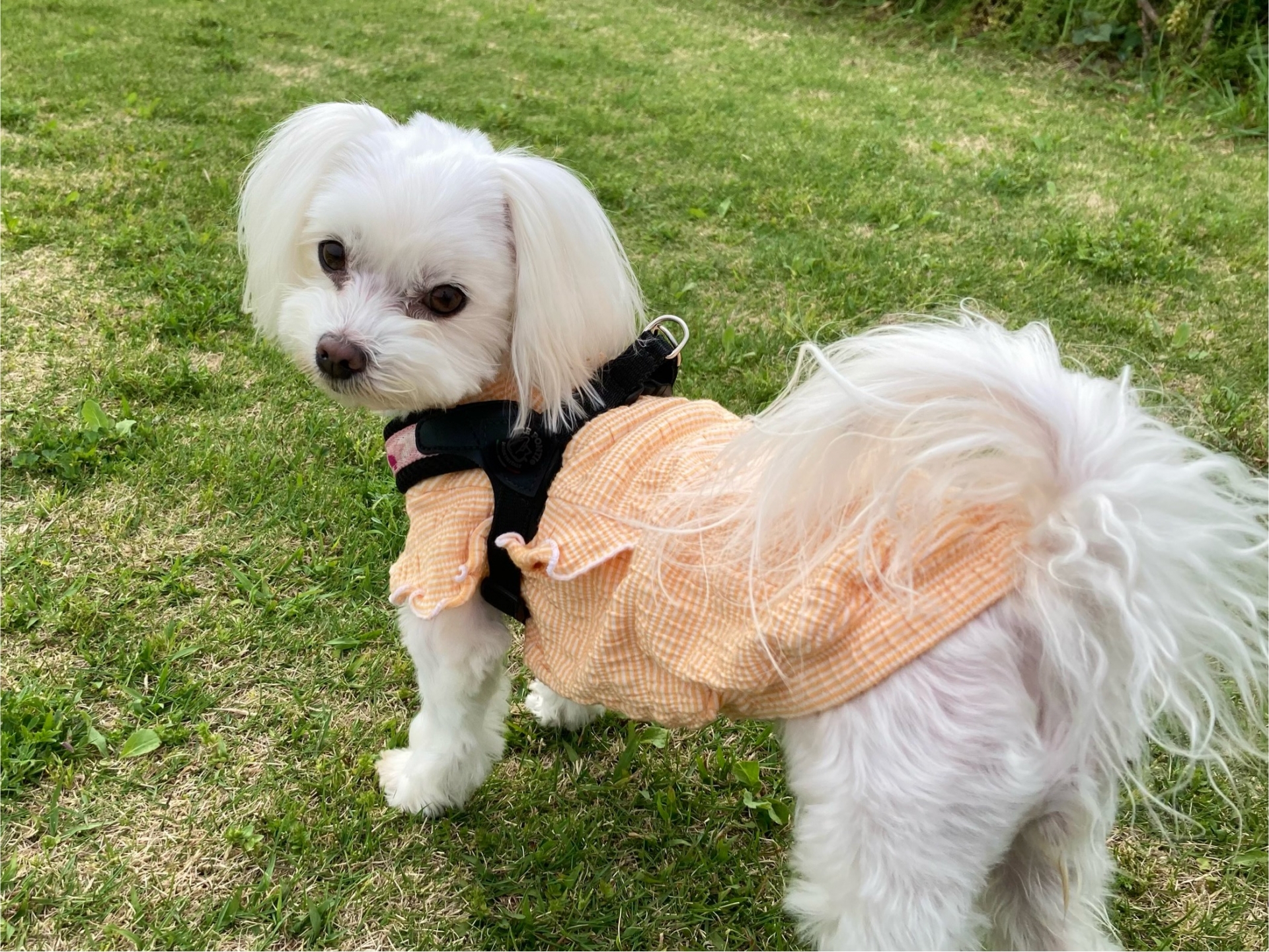 犬のしっぽの動きと感情の関係