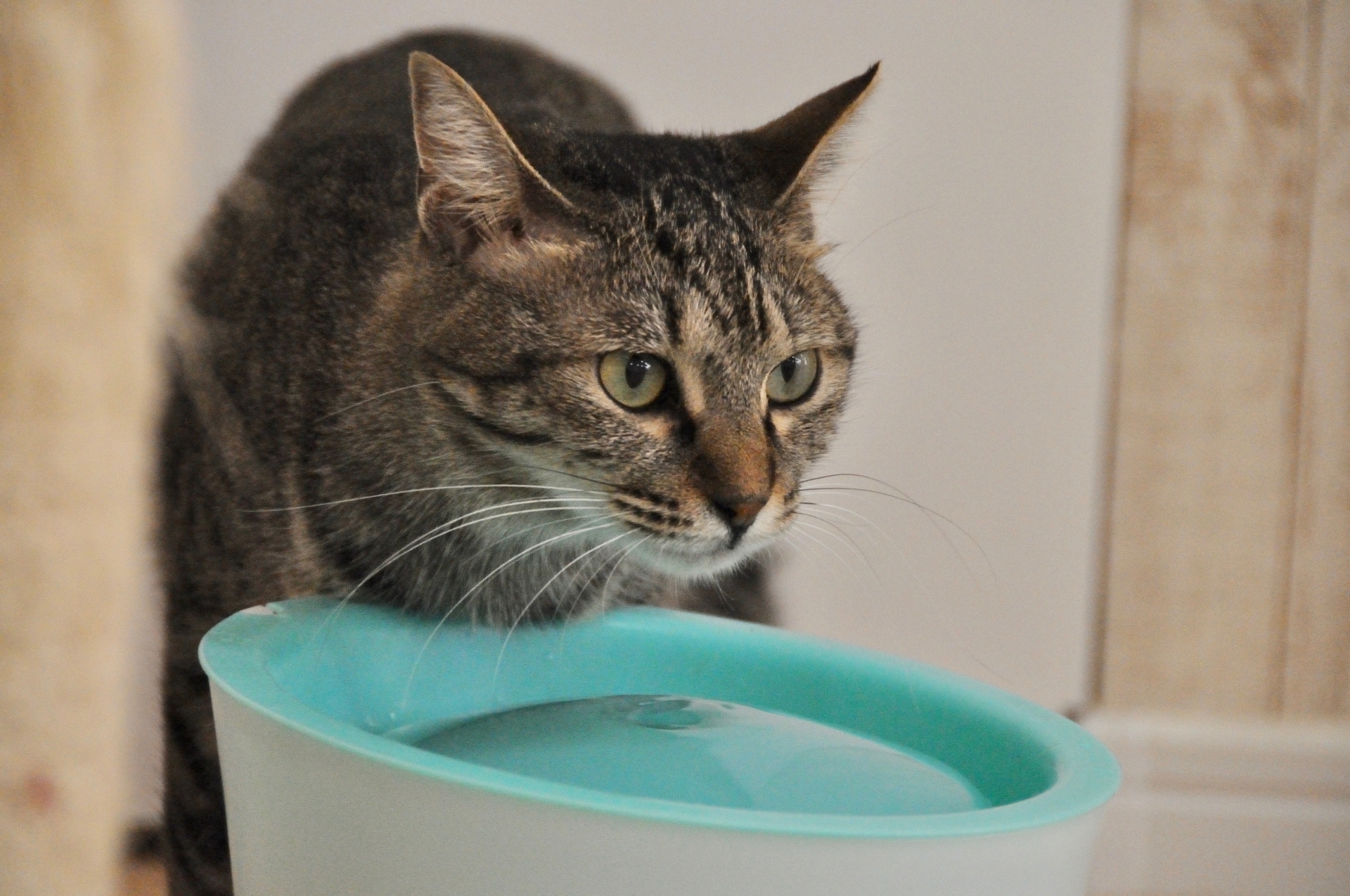 猫の泌尿器疾患（膀胱炎）予防のためにウォーターファウンテンで水を飲む猫