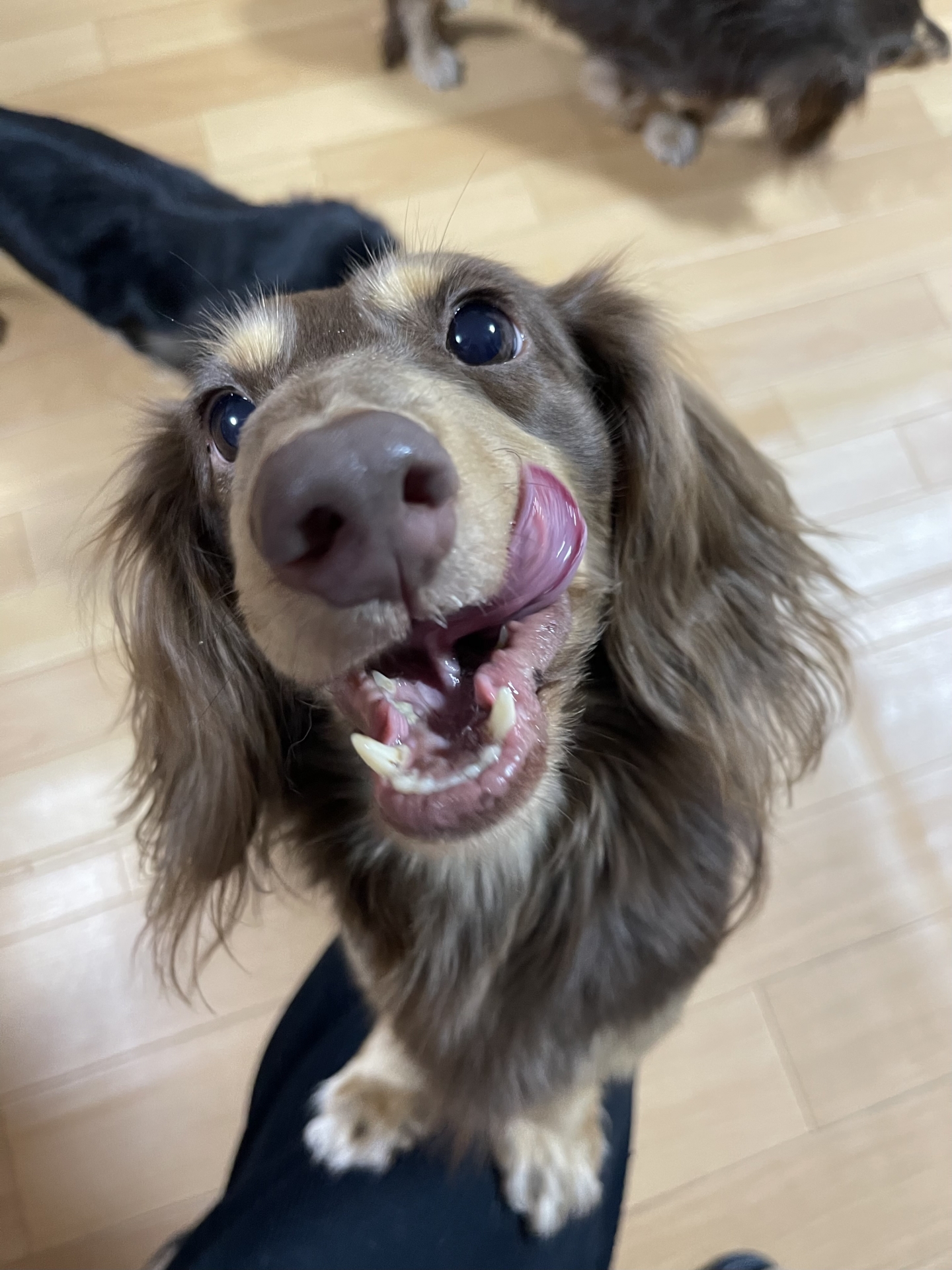 犬の早食い防止スロウフィーダーの使い方