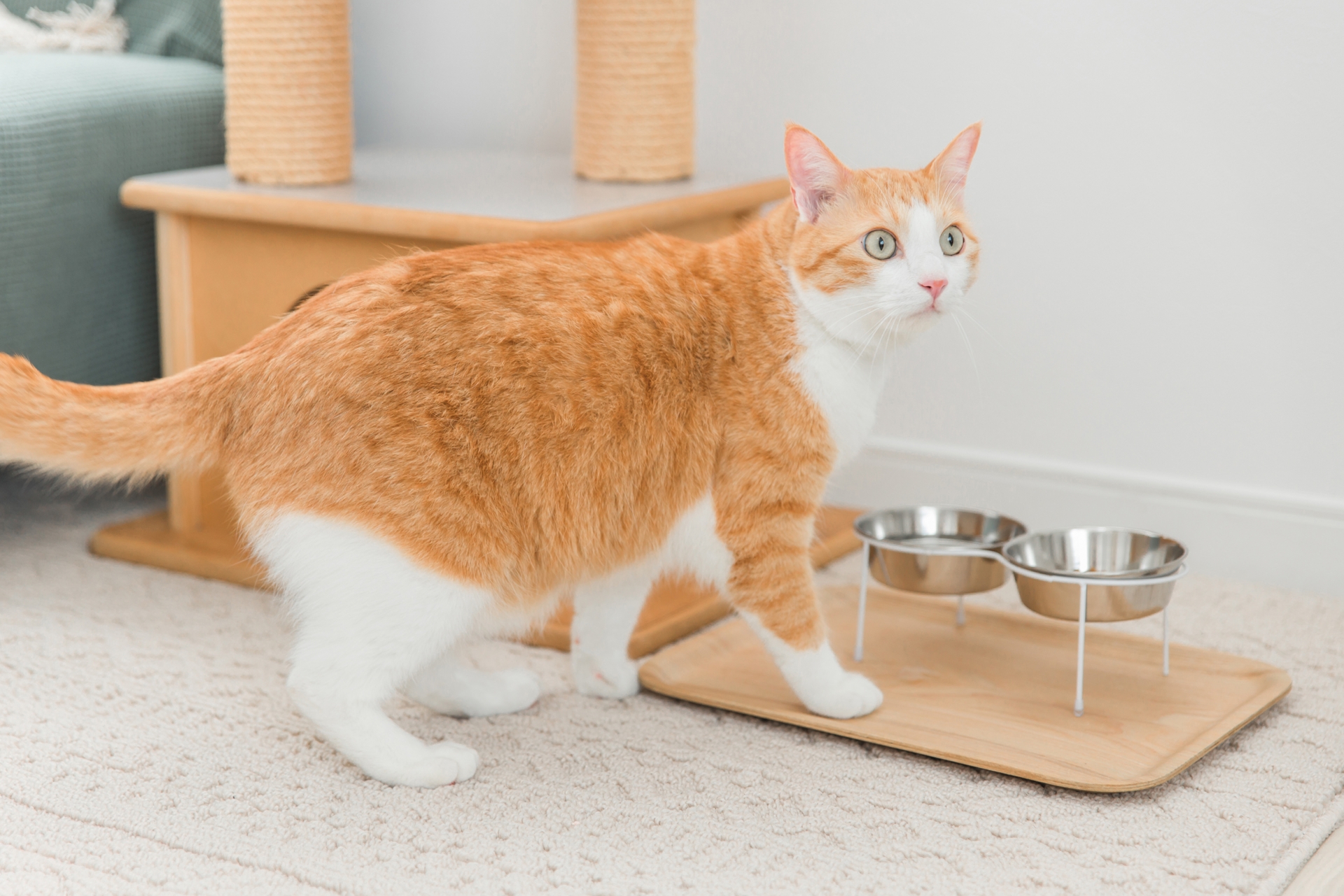 猫の腎臓病（慢性腎臓病）予防のために水分摂取する猫