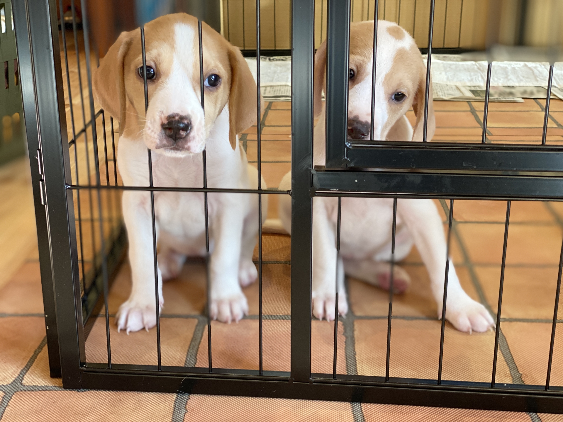 犬猫の呼吸器疾患・心臓病・術後ケアにおける酸素室の活用