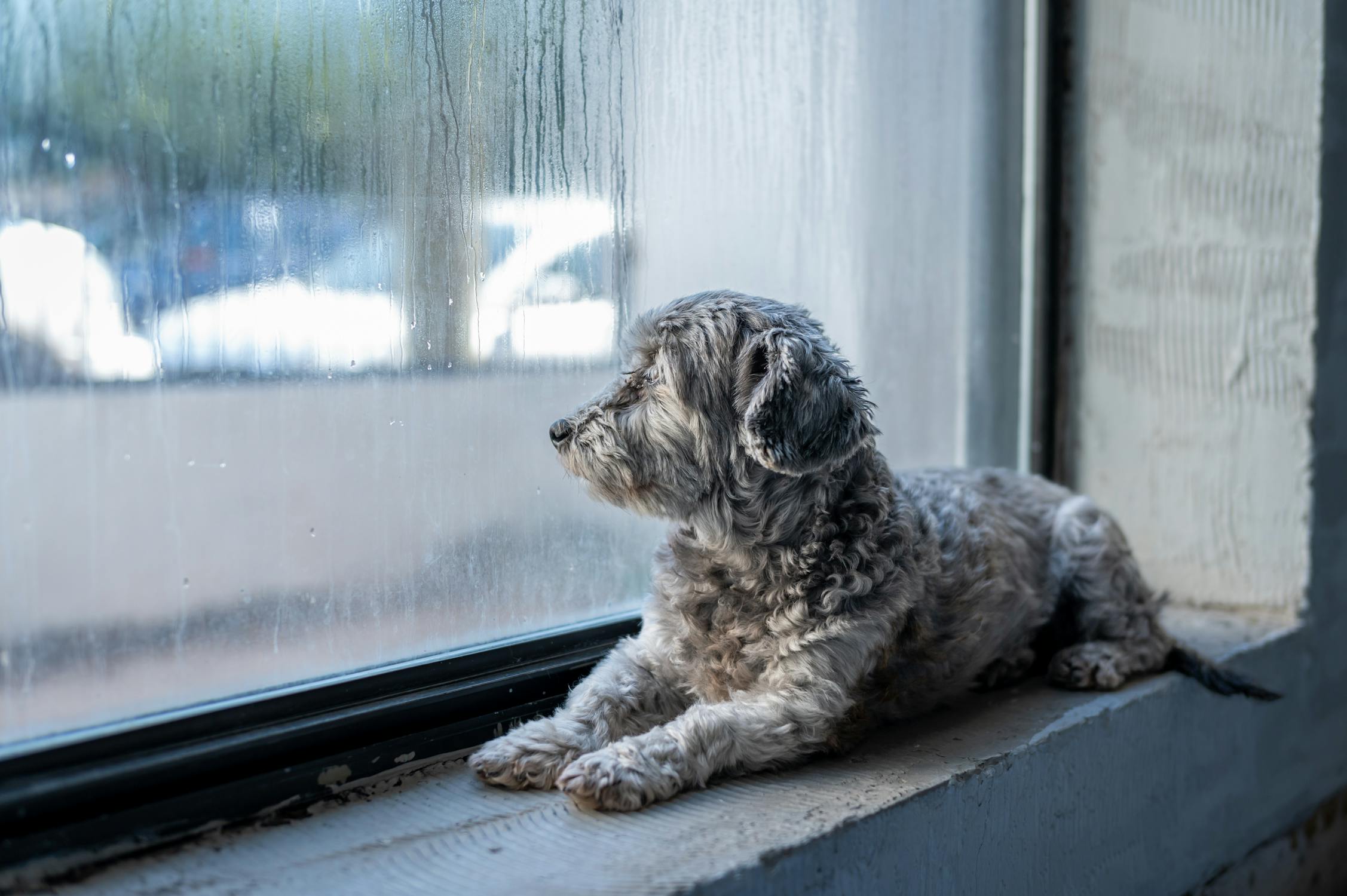 一人で待つ犬の留守番ストレスと見守りカメラ対策