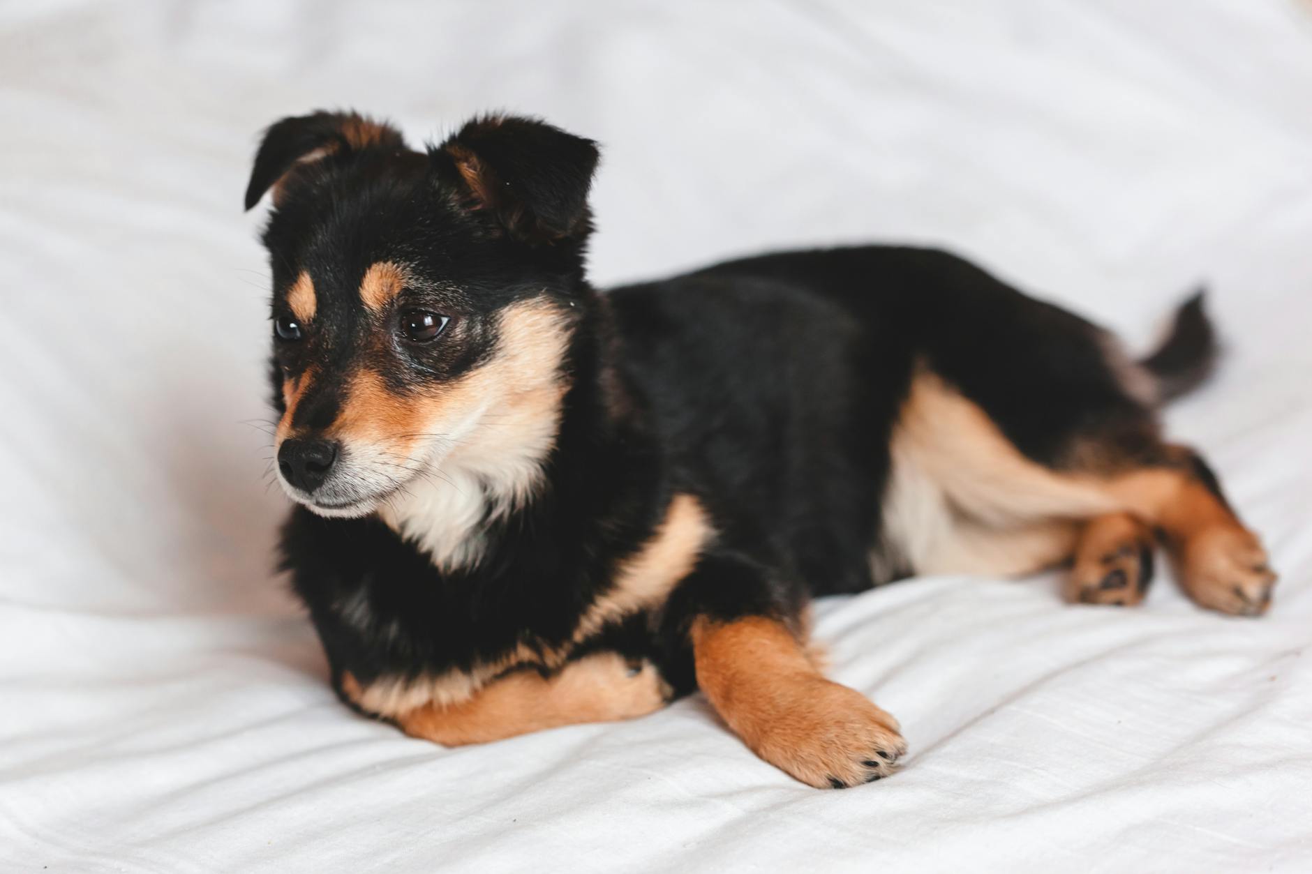 犬のカーミングシグナルとリラックス行動