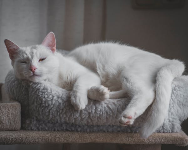 シニア猫の関節炎と痛みのサインを示す高齢猫