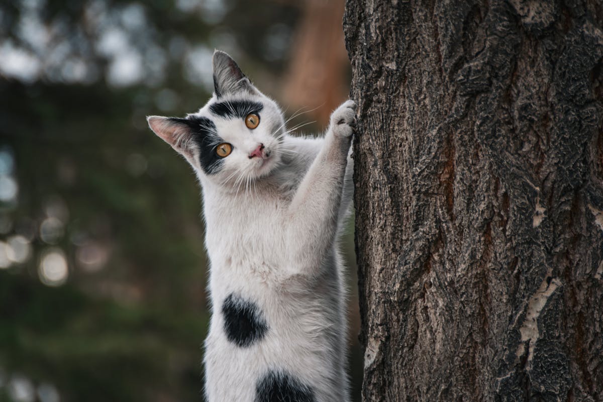木の幹を登る元気な猫