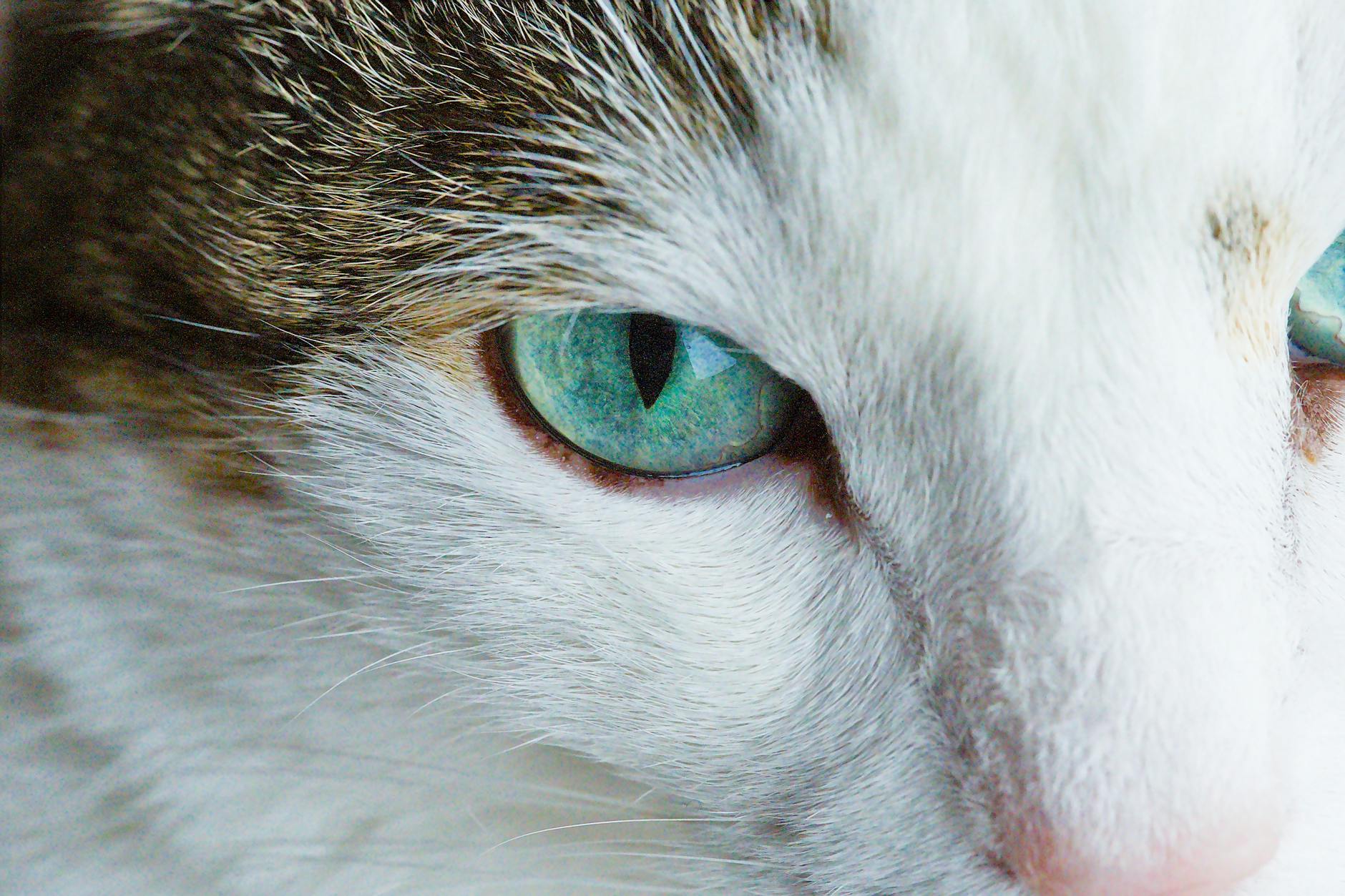 猫の目のクローズアップ｜視覚の科学