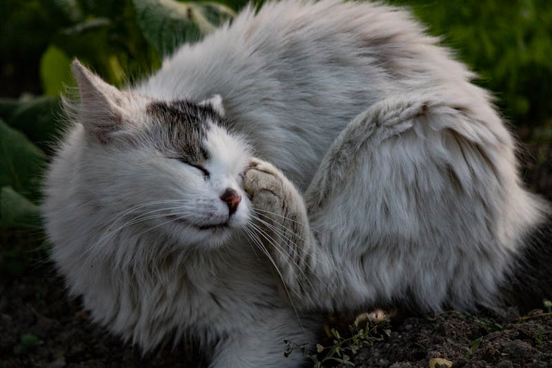 猫のノミ・マダニ対策と予防ケア