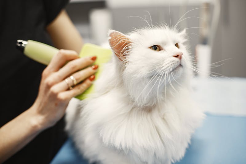 猫のヘアボール予防のためのグルーミングケア