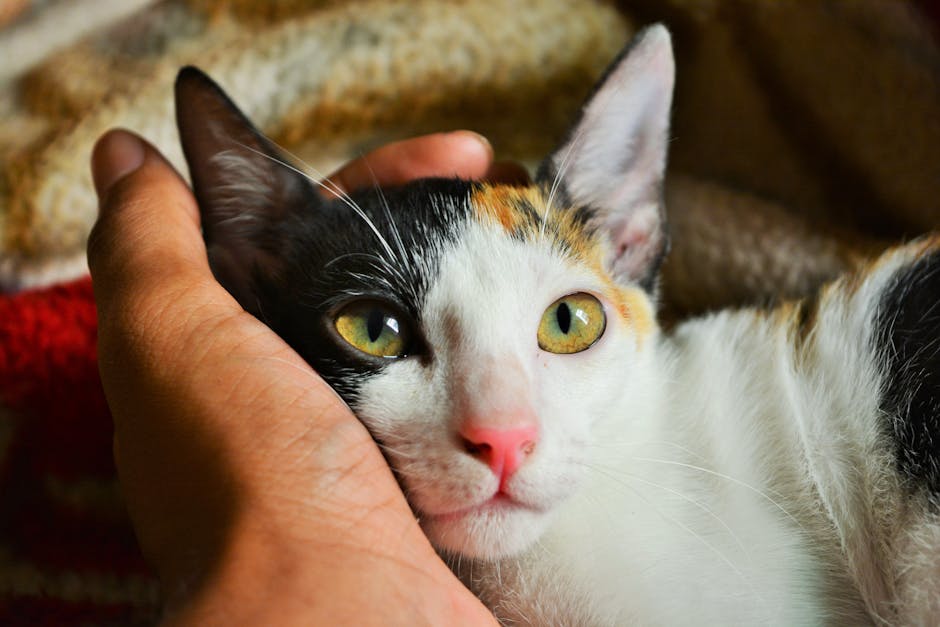手の上に乗る猫｜猫と人間の絆
