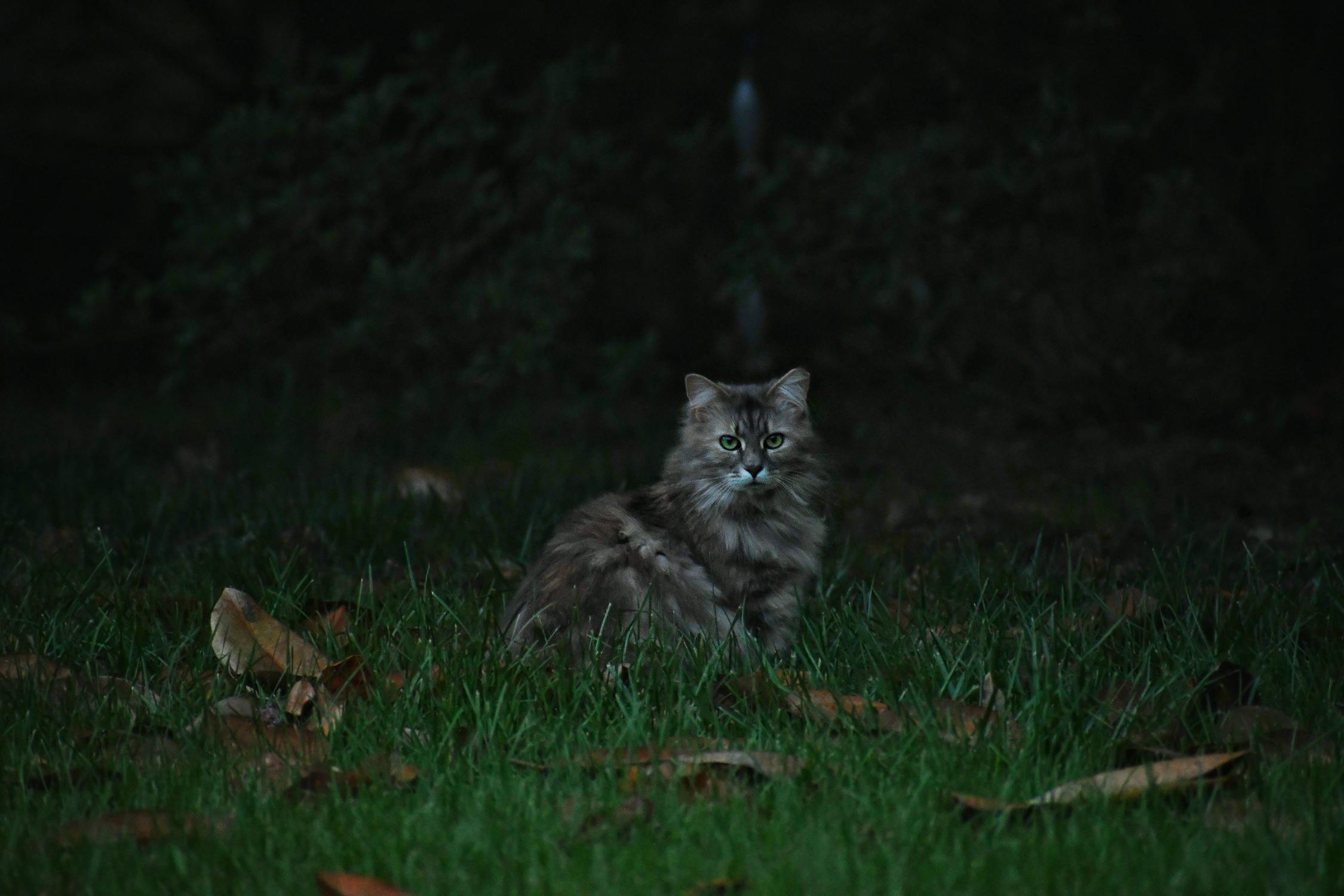 夜間行動をする猫の夜行性の科学