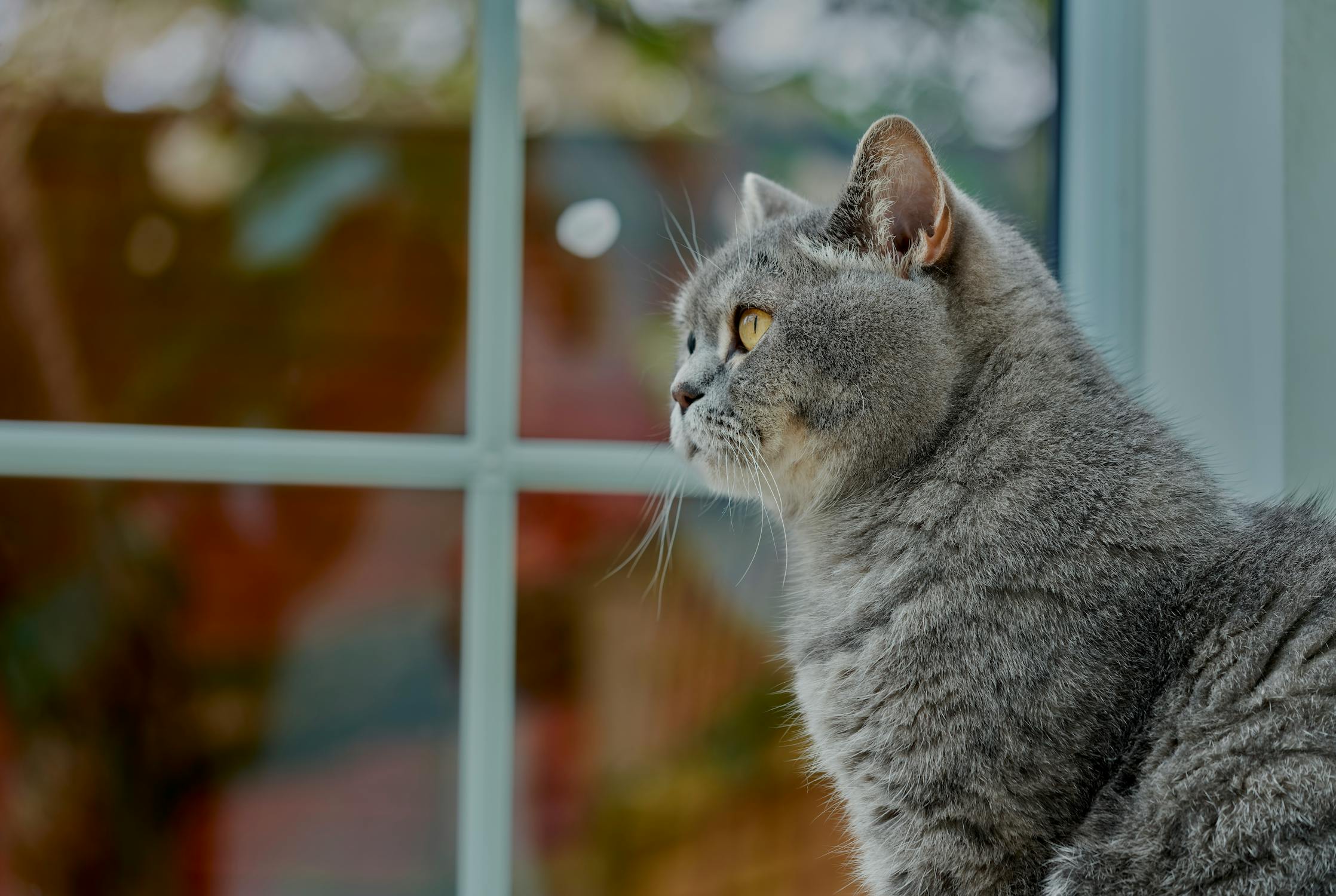 猫の肥満ダイエットと体重管理を解説するブリティッシュショートヘアの猫