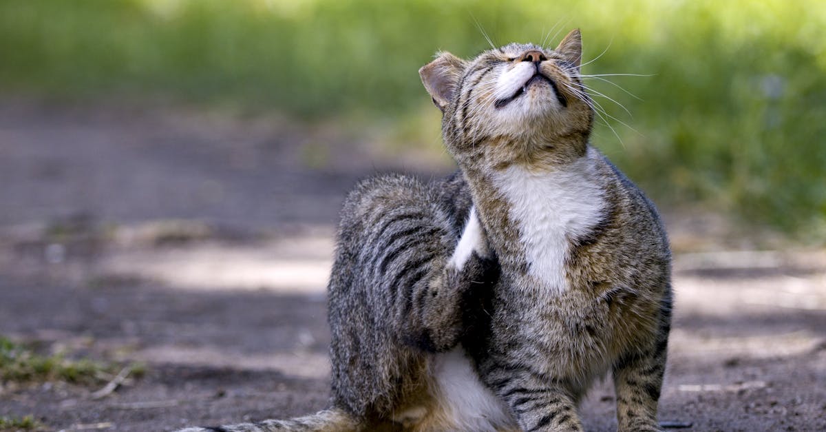 猫の食物アレルギーの症状：体を掻くタビー猫