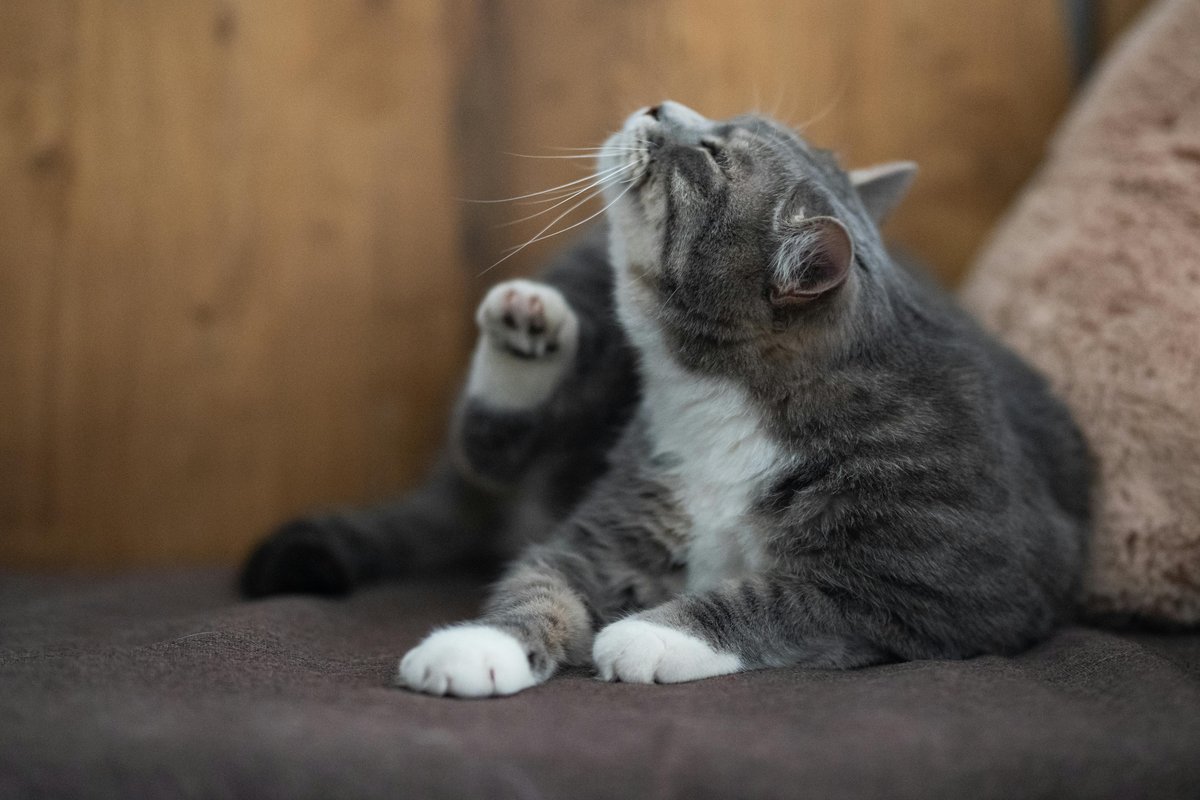 猫の皮膚アレルギーによるかゆみ｜猫の皮膚炎の症状チェック