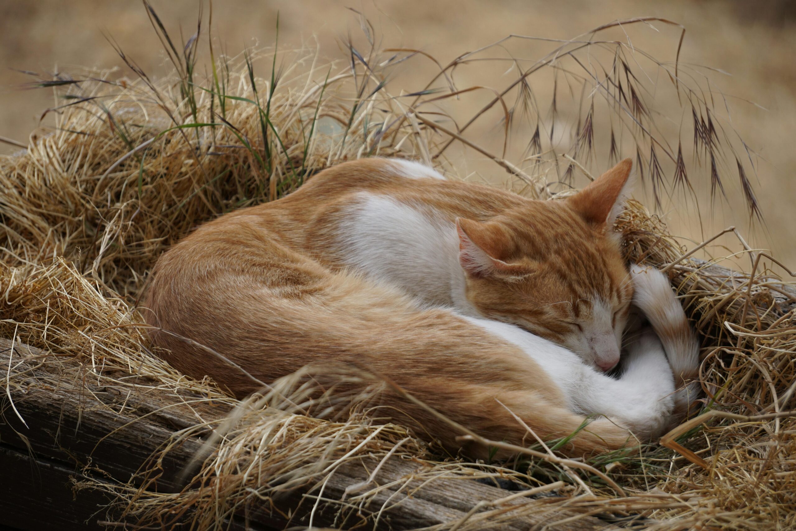 猫の睡眠の理由｜干し草の上で丸まって眠る猫
