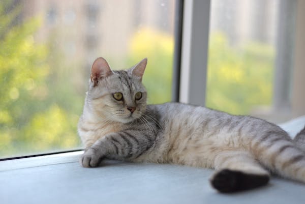 猫のストレスサインと問題行動を示す室内猫