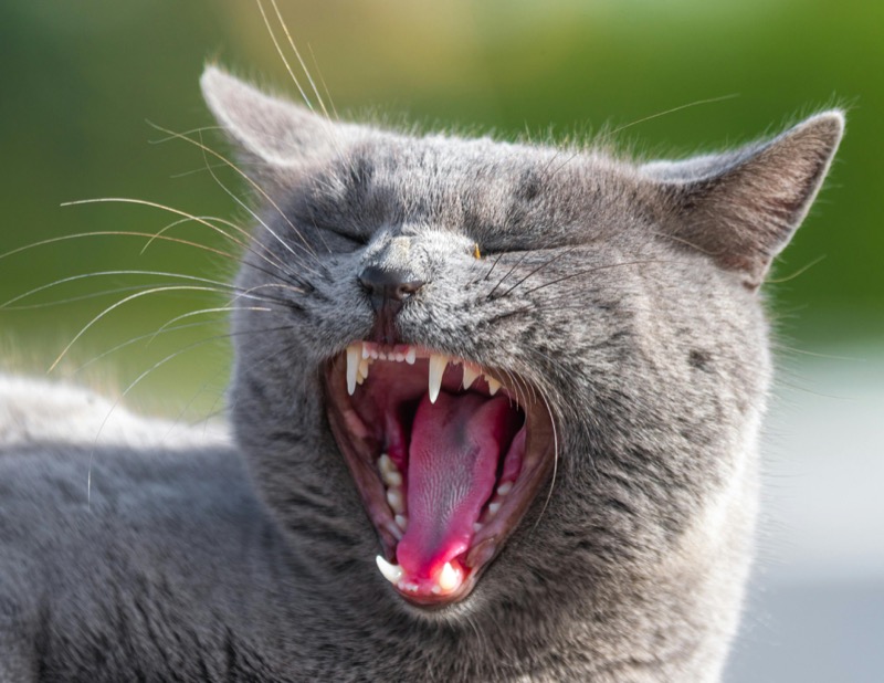 猫の歯周病予防のための口腔ケア｜猫の歯磨きの重要性