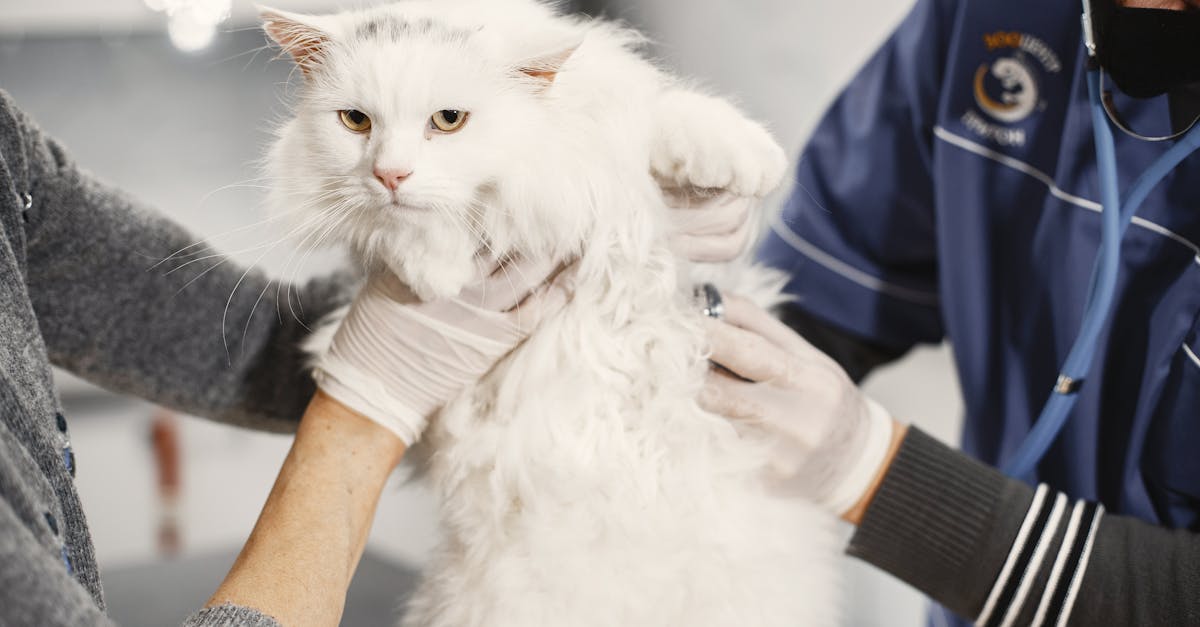 猫の下痢の対処法：動物病院で診察を受ける猫