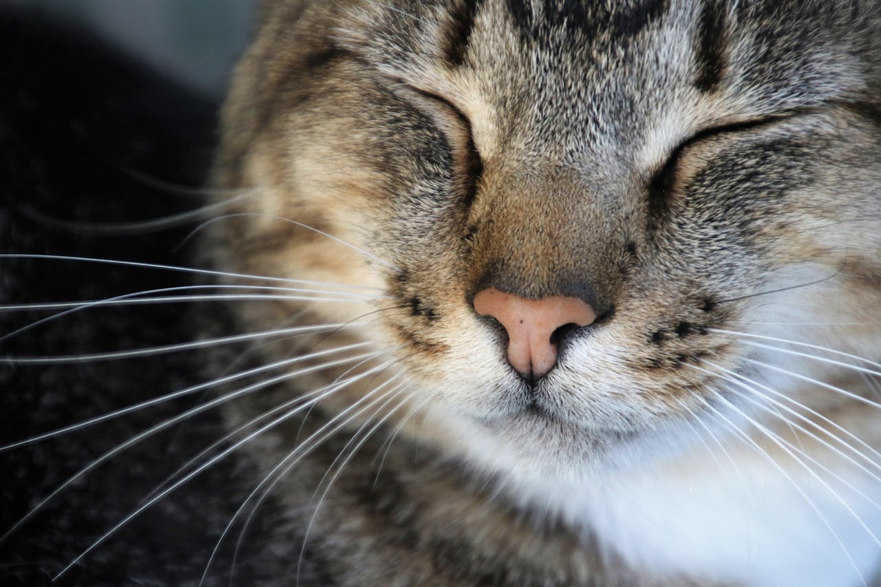 猫のヒゲのアップ・感覚器としての役割を示す猫の横顔