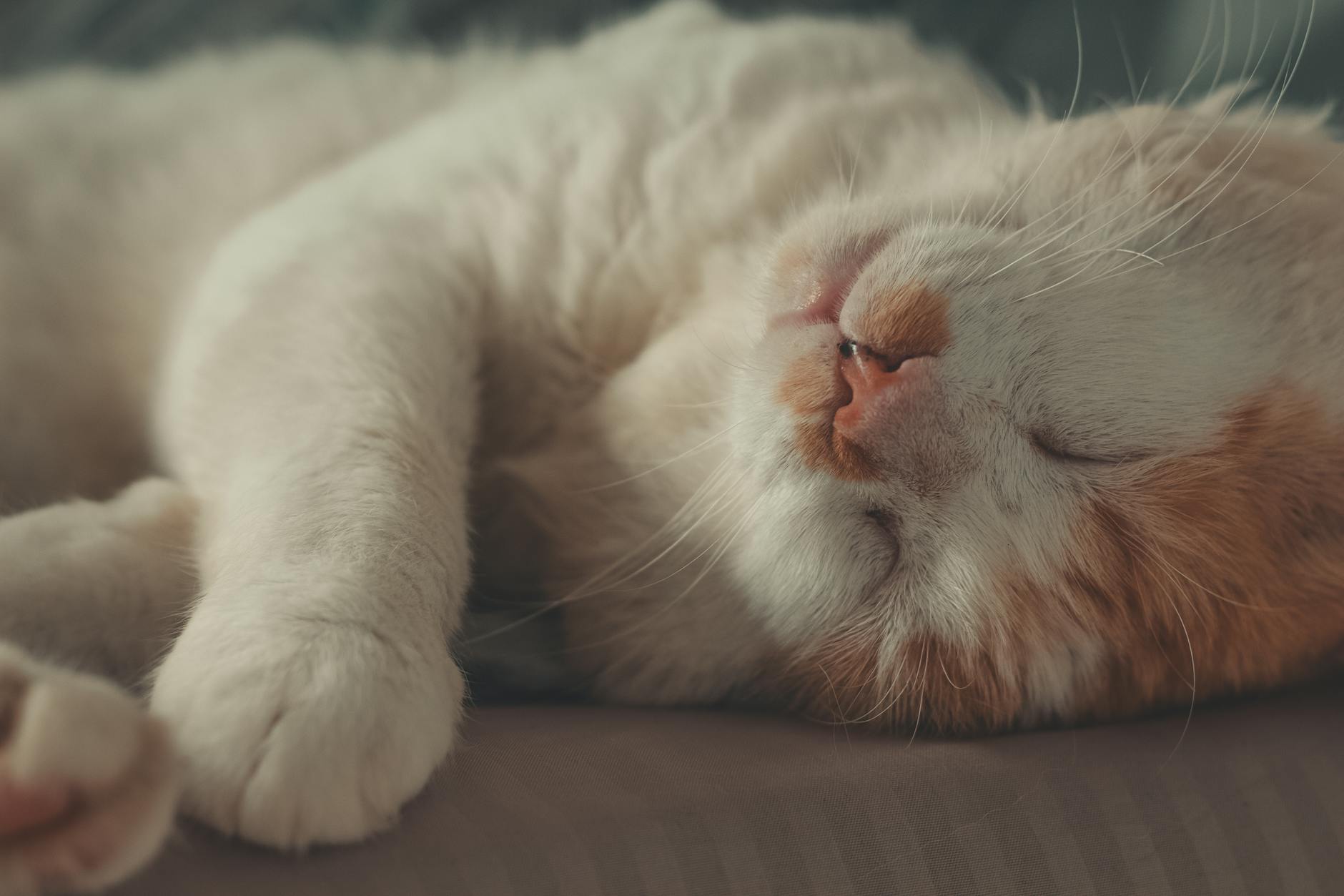眠る猫のアップ・ヒゲが見えるリラックスした表情