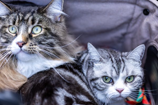 猫の毛色と性格の関係を示す三毛猫とサバトラ猫