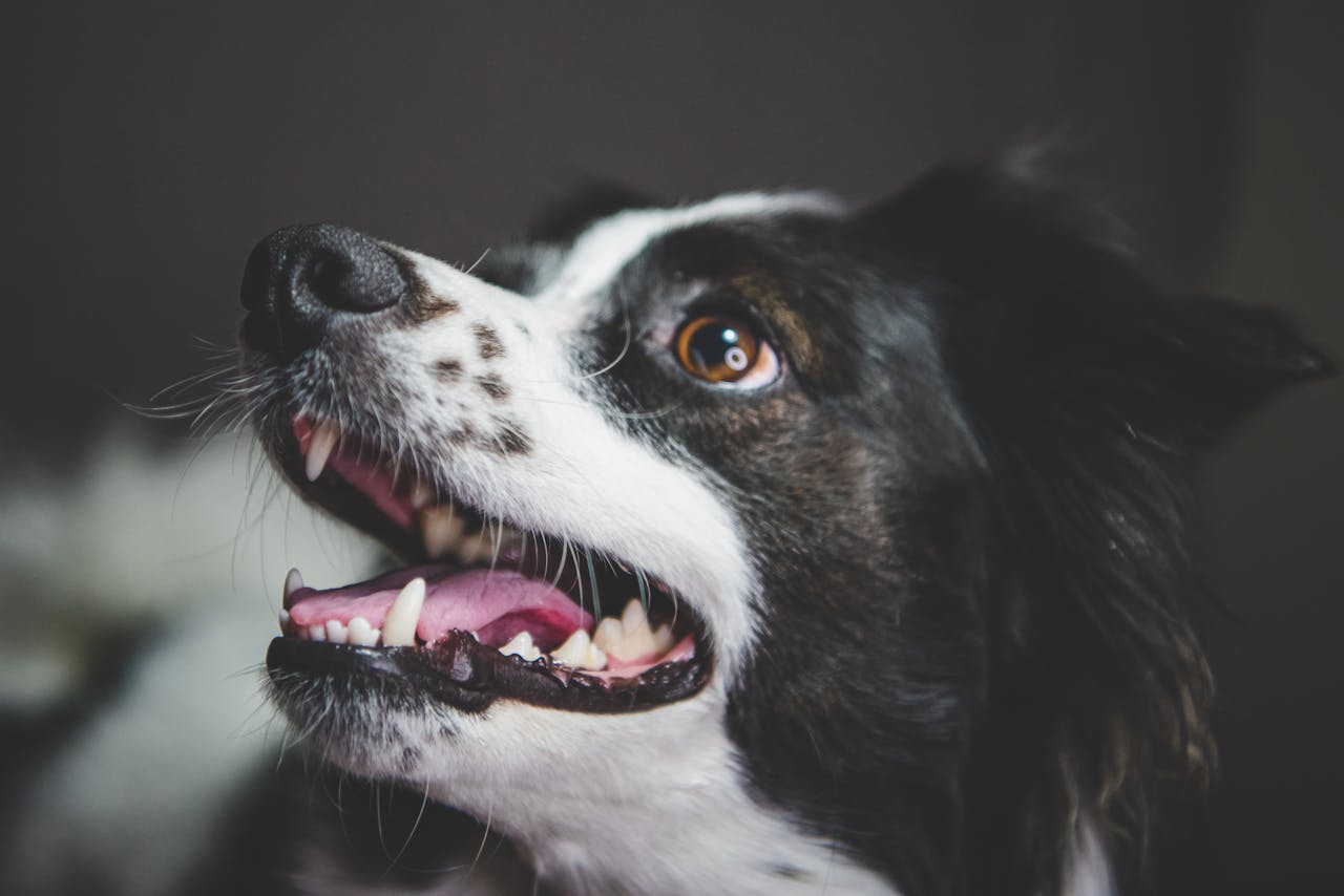 犬の歯周病予防のための歯磨きケア