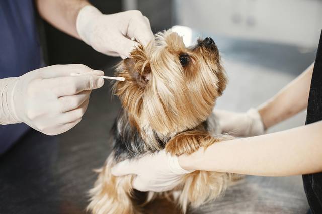 犬の外耳炎ケア イヤークリーナーで耳掃除をする様子