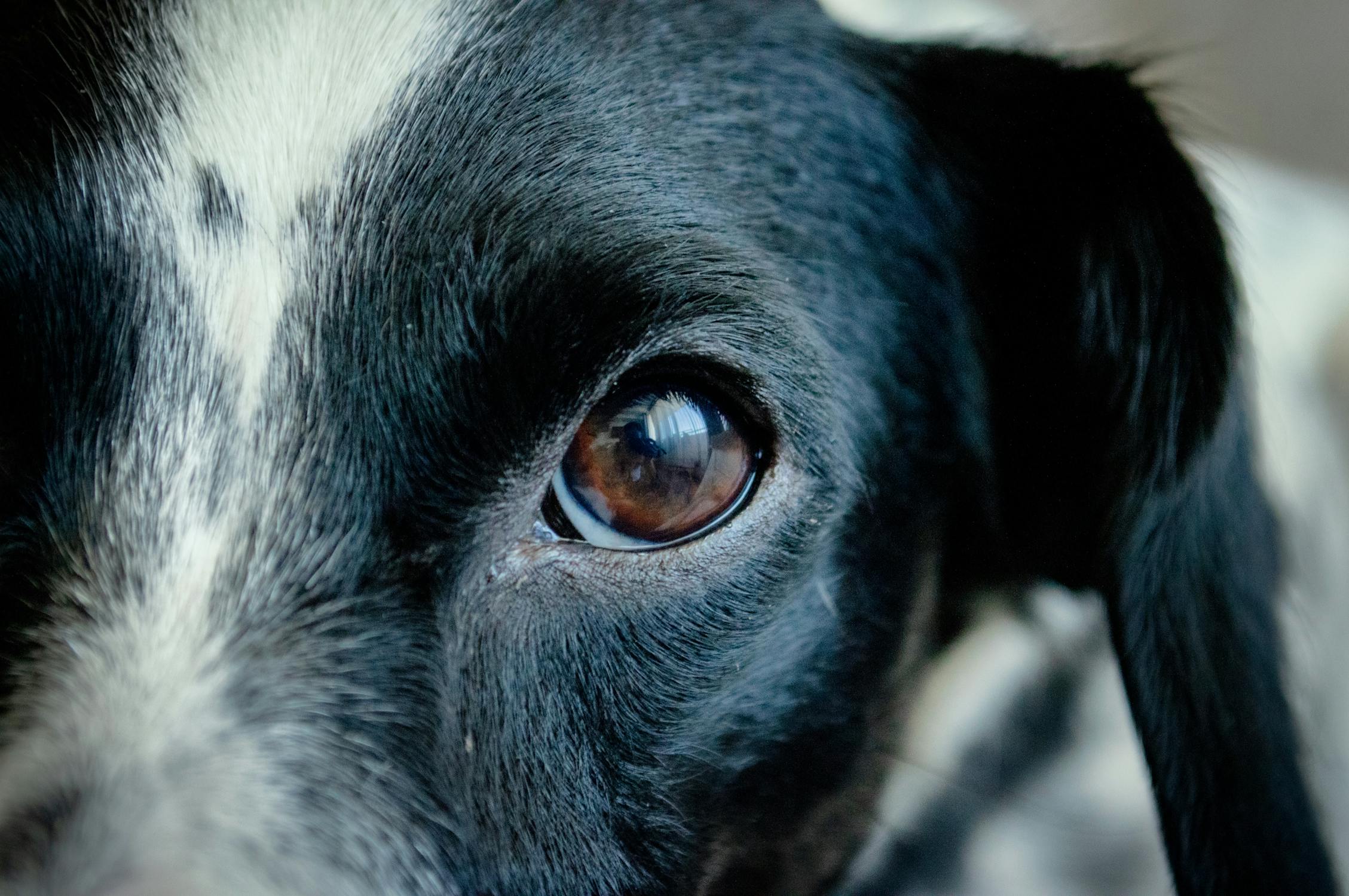 犬の涙やけ・目のトラブルのケア