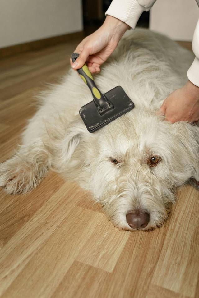 犬の換毛期 ブラッシングケアをする様子
