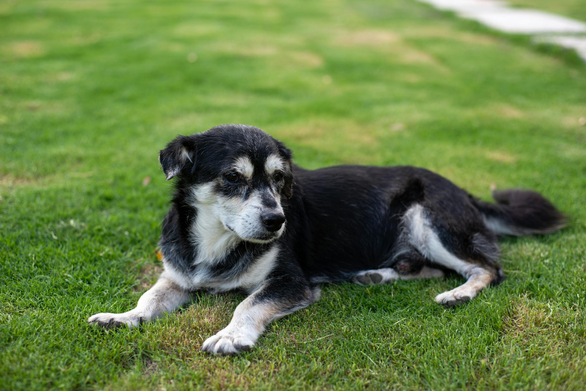 犬の関節炎ケアのため屋外の芝生で休む老犬