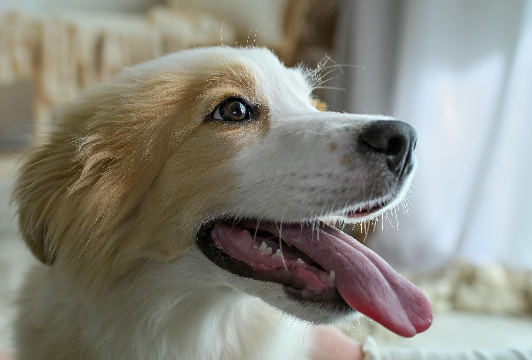 犬の熱中症対策と暑さ予防グッズ