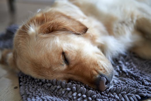 犬の睡眠の理由を示すゴールデンレトリバーが眠る写真