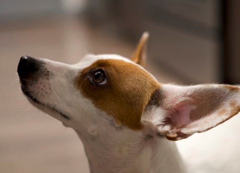 犬の視覚と聴覚を示す上を見上げるジャックラッセルテリアの写真