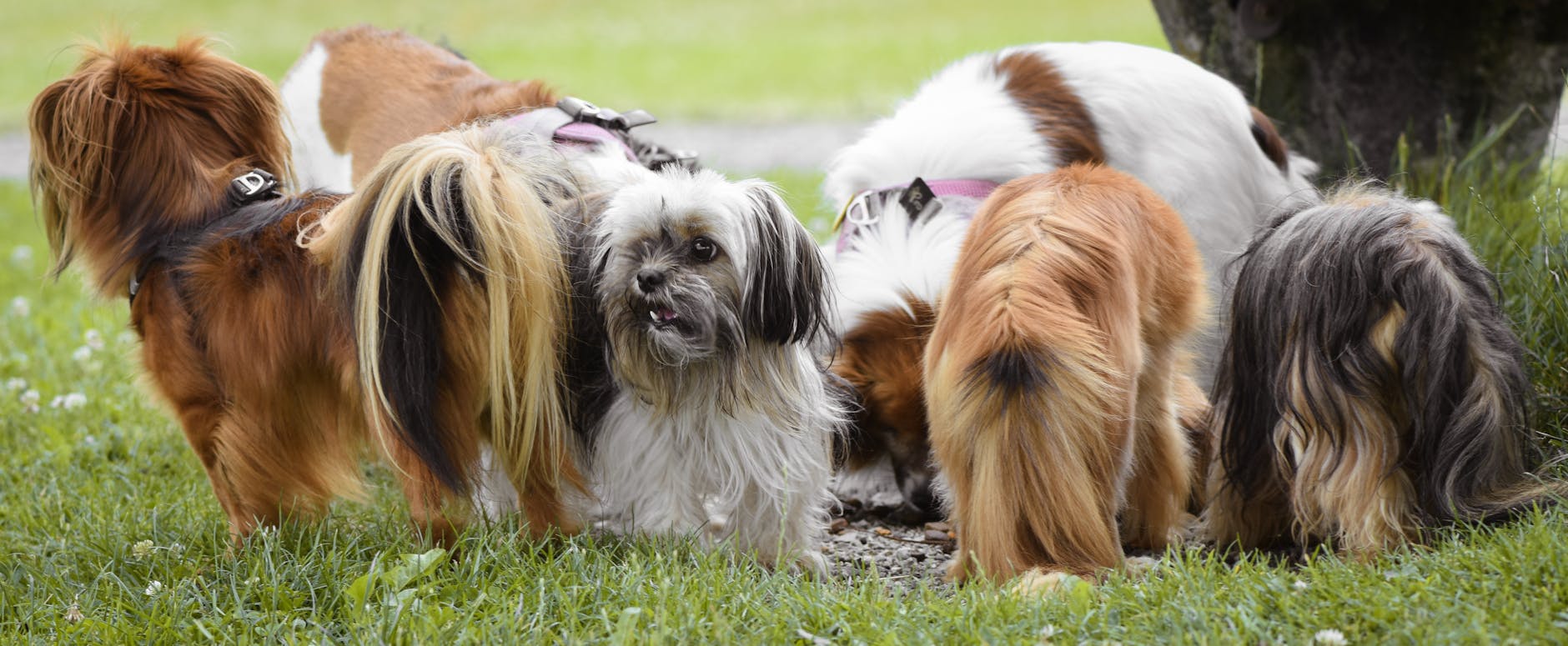 犬の毛色と性格の関係を示す様々な犬の写真