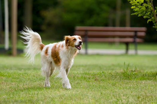 犬のしっぽと感情表現を示す公園を走るゴールデンレトリバー