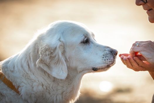 犬と人間の共進化を示す温かな光の中の犬と飼い主