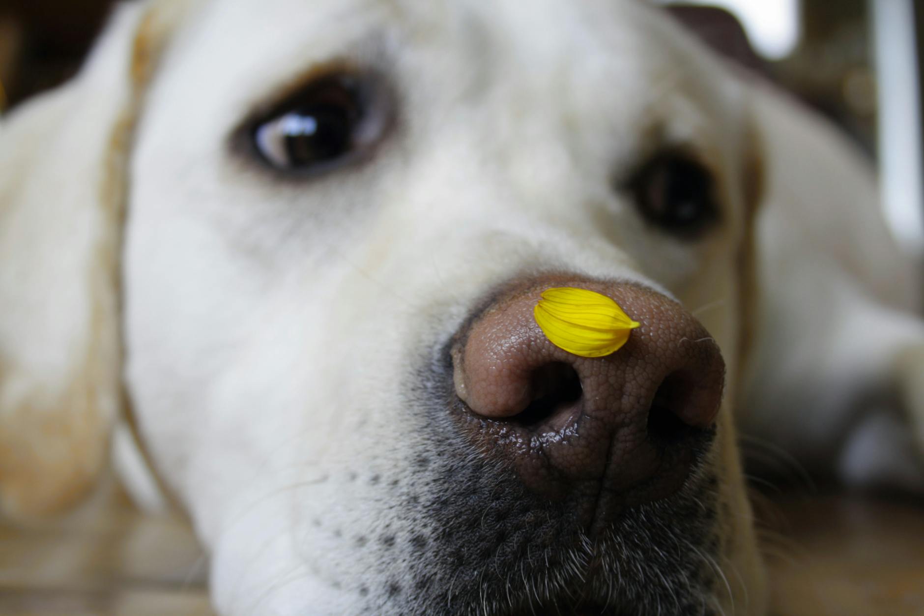 犬の嗅覚の仕組みを示す犬の鼻のクローズアップ写真
