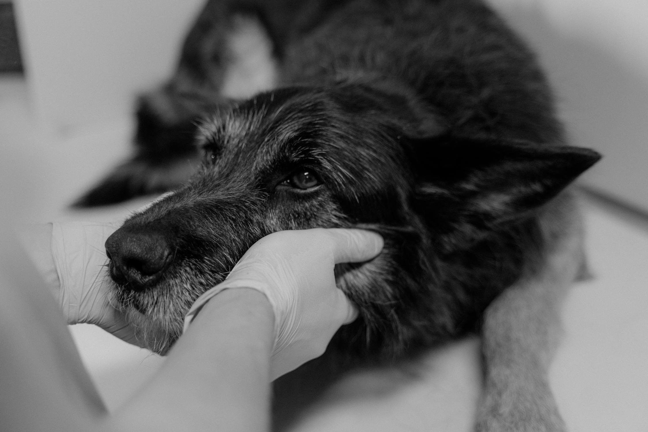 犬のてんかん発作を診察する獣医師