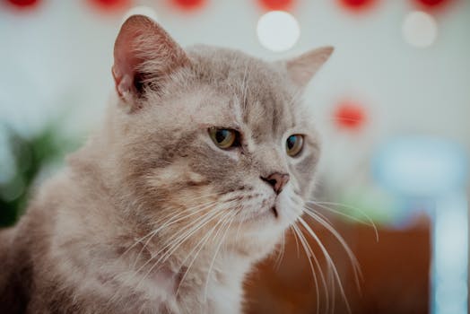 老猫の認知症を示す表情豊かなブリティッシュショートヘアの猫