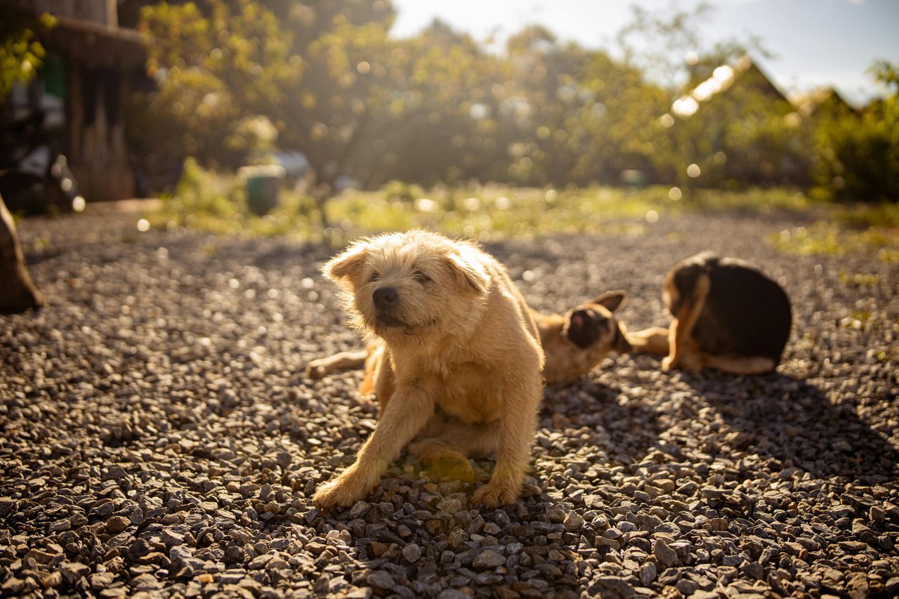 犬の食物アレルギーとフードの選び方