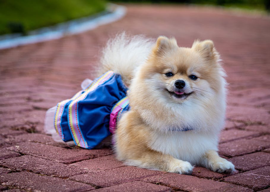 犬のパテラ（膝蓋骨脱臼）ケアのための小型犬の様子