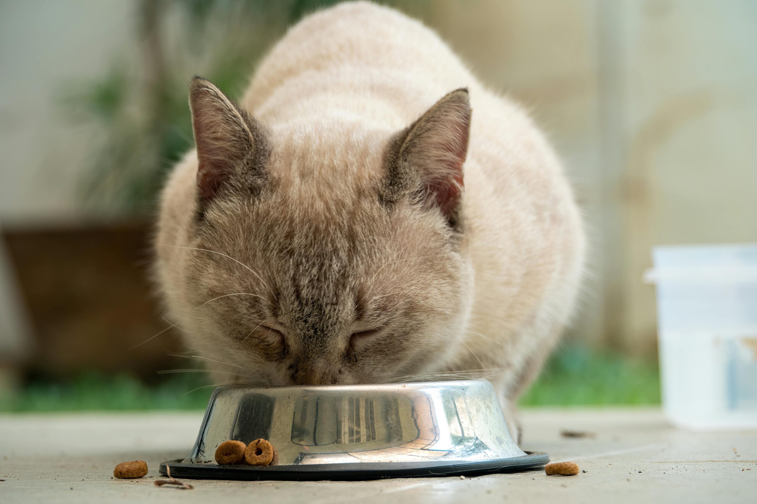 猫のプレミアムフードをボウルから食べるシャム猫