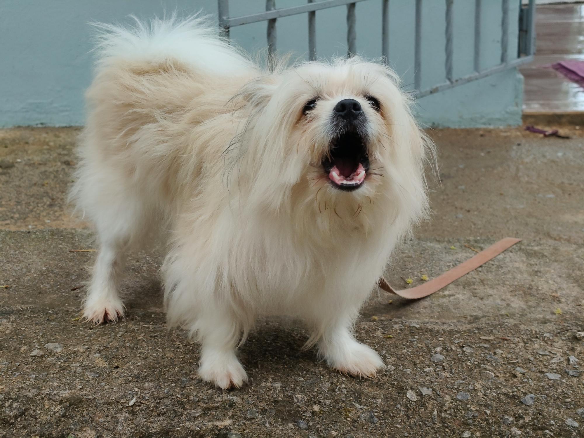 犬の問題行動（吠え・破壊）の原因と科学的対処法