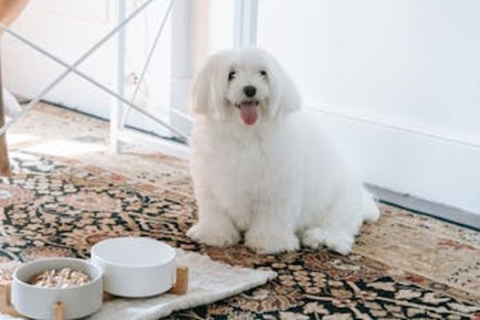 犬のプレミアムフードとフードボウルの前に座る白いふわふわの犬