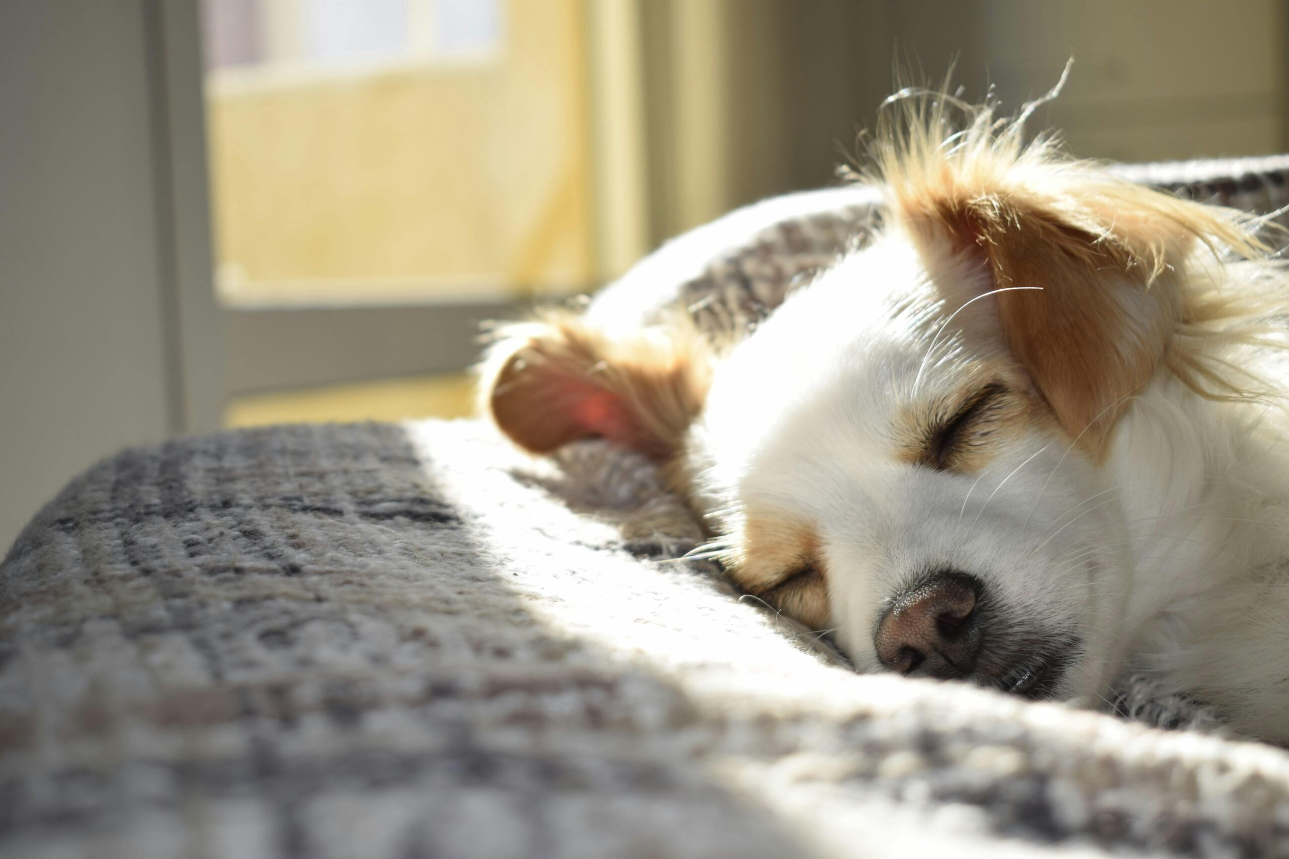 ぐっすり眠る犬の睡眠行動