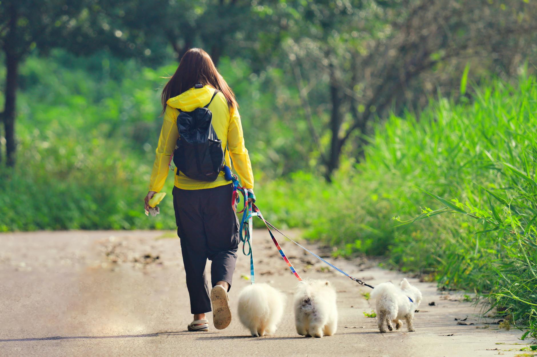 公園の小道で犬たちと散歩する女性（犬の散歩と運動）