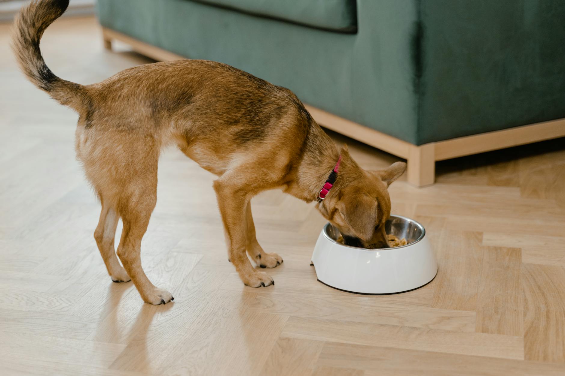 犬の腸内フローラとプロバイオティクス 乳酸菌サプリ